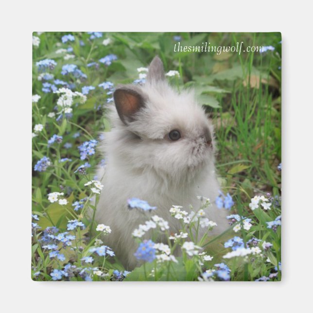 Lionhead Rabbit Magnet (Front)