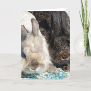 Lionhead Rabbits Card