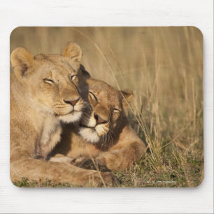 Lions Africa, Kenya, Masai Mara Game Reserve Mouse Mat