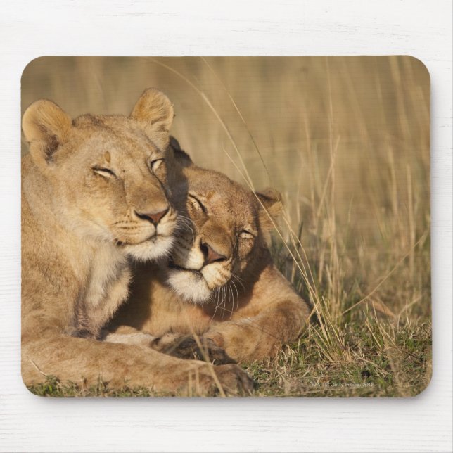 Lions | Africa, Kenya, Masai Mara Game Reserve Mouse Mat (Front)