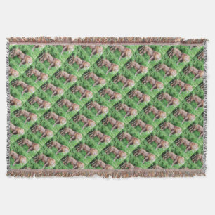 Lions animal design throw blanket