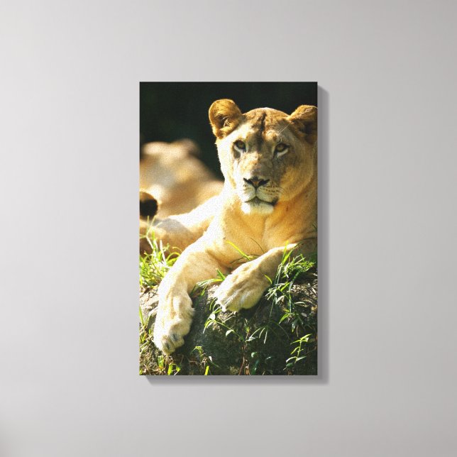 Lions Canvas Print (Front)