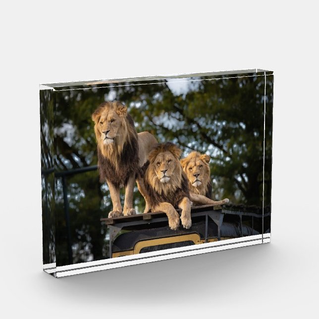 Lions chilling on top of safari car photo block (Left)