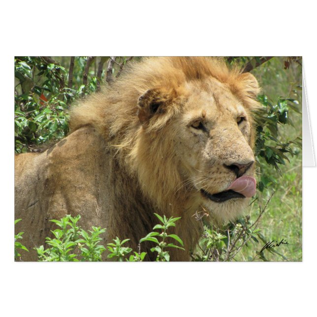 (Lions Clubs) Lion licking his lips (Masai Mara) (Front Horizontal)