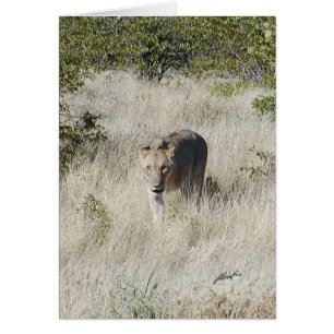 (Lions Clubs) Lioness stalking (Etosha, Namibia)