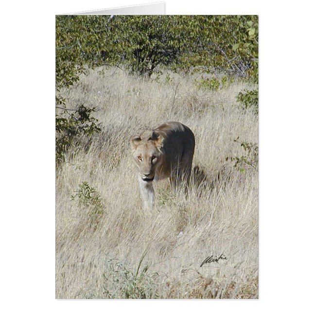 (Lions Clubs) Lioness stalking (Etosha, Namibia) (Front)