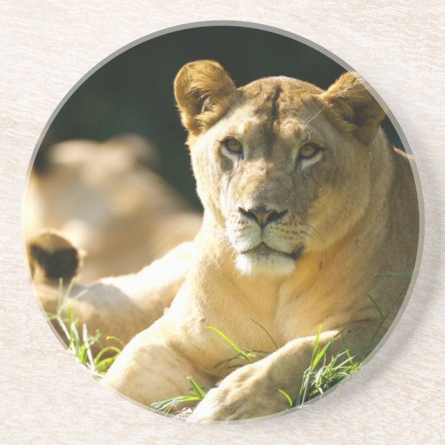 Lions Coaster (Front)