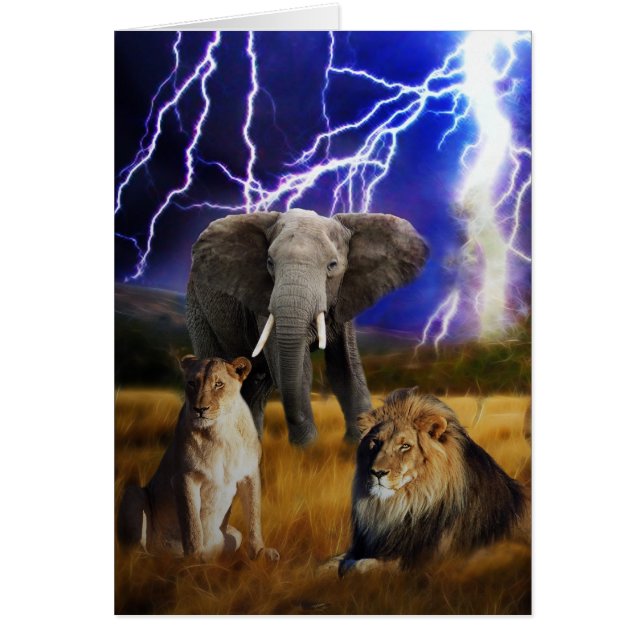 Lions Elephant South Africa (Front)