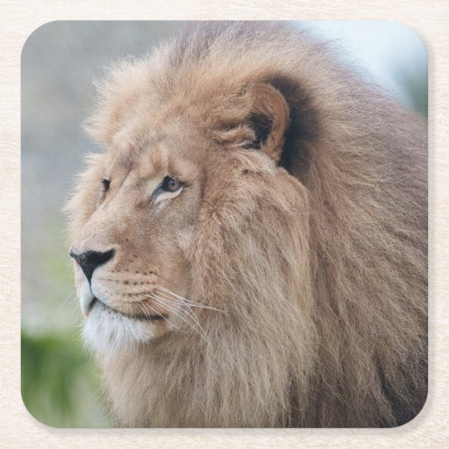 Lion's Embrace Square Paper Coaster (Front)