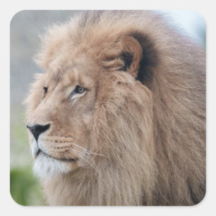 Lion's Embrace Square Sticker