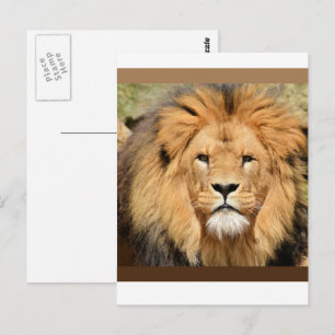 Lions Head Postcard