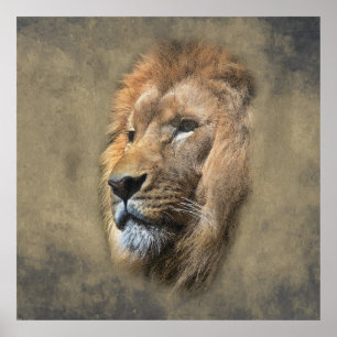 Lions Head Poster