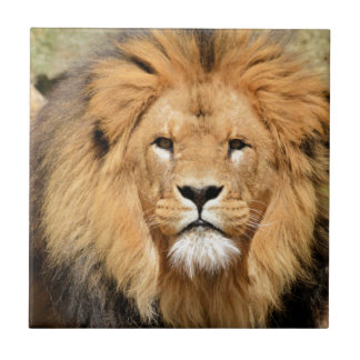 Lions Head Tile