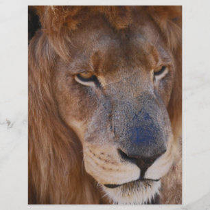 Lions History in South Africa