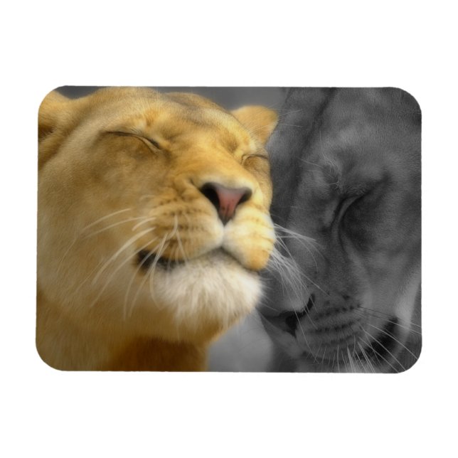 Lions in Love Magnet (Horizontal)