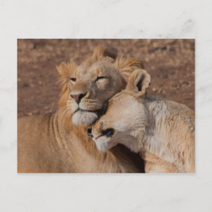 Lions in Love Postcard