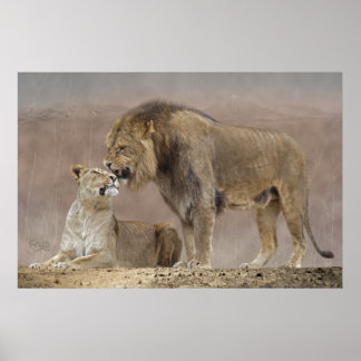 Lions in Love Print