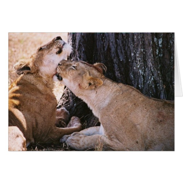 Lions in the Serengeti (Front Horizontal)