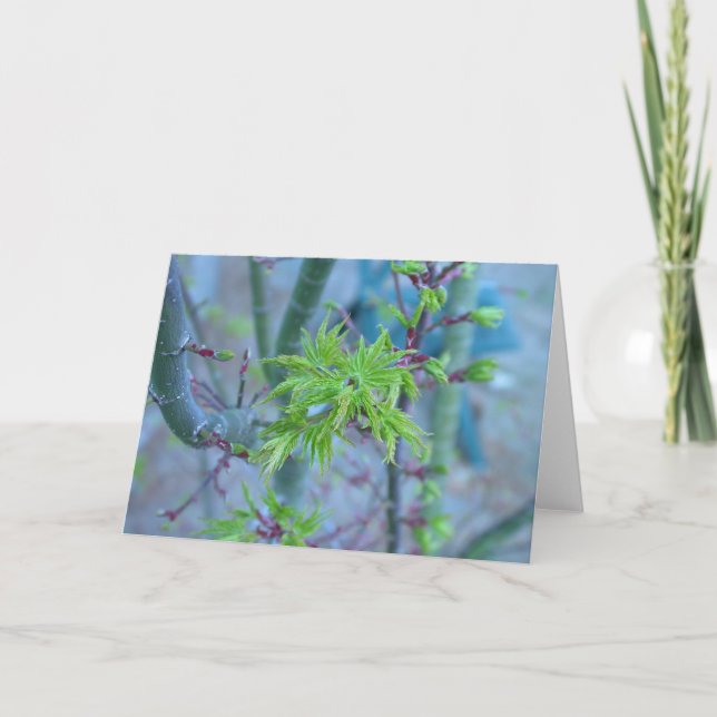 Lion's Mane Japanese Maple Card (Front)