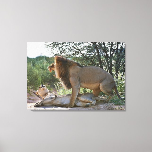 lions mating, Panthera leo, Kgalagadi Canvas Print (Front)