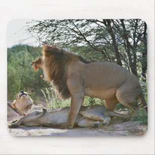lions mating, Panthera leo, Kgalagadi Mouse Mat