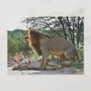 lions mating, Panthera leo, Kgalagadi Postcard
