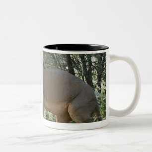 lions mating, Panthera leo, Kgalagadi Two-Tone Coffee Mug
