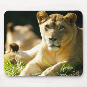 Lions Mouse Mat