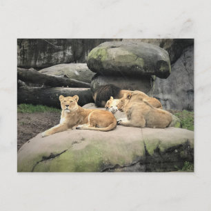 Lions Napping at the Zoo Postcard