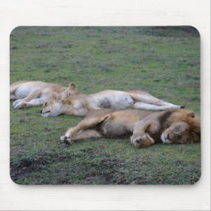 Lions Napping - Mousepad