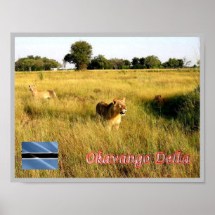 LIONS Okavango Delta - Poster