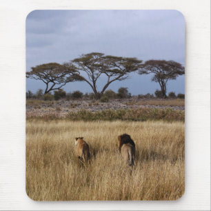 Lions on a plain Africa Mouse Mat