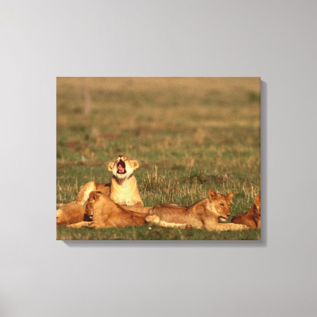 Lions on a savanna canvas print (Front)