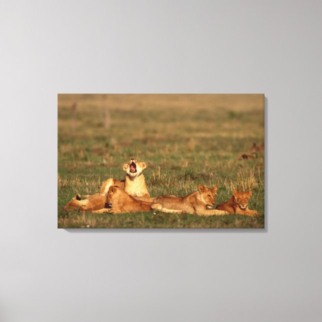 Lions on a savanna canvas print (Front)