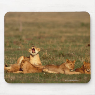 Lions on a savanna mouse mat