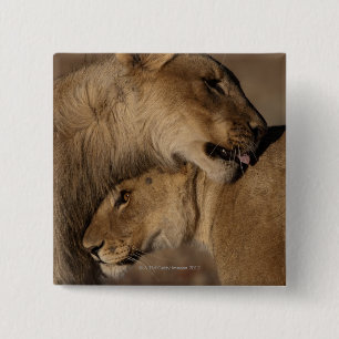 Lions (Panthera leo) 15 Cm Square Badge