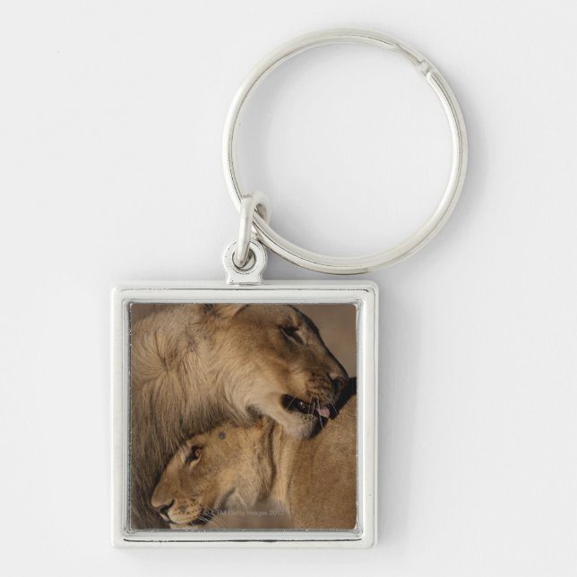 Lions (Panthera leo) pair bonding, Skeleton Key Ring (Front)
