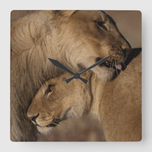 Lions (Panthera leo) Square Wall Clock