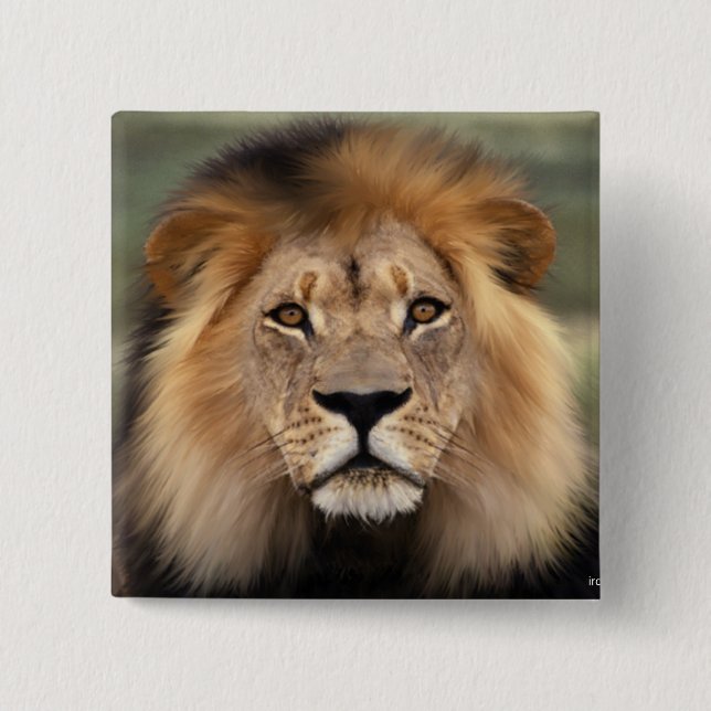 Lions Photograph 15 Cm Square Badge (Front)