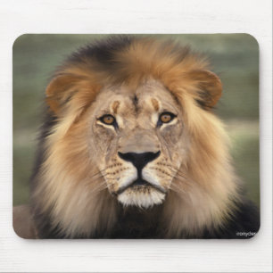 Lions Photograph Mouse Mat