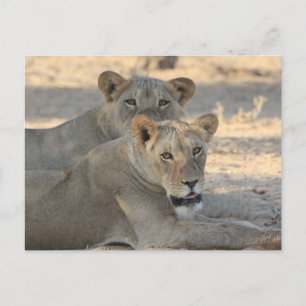 Lions Postcard