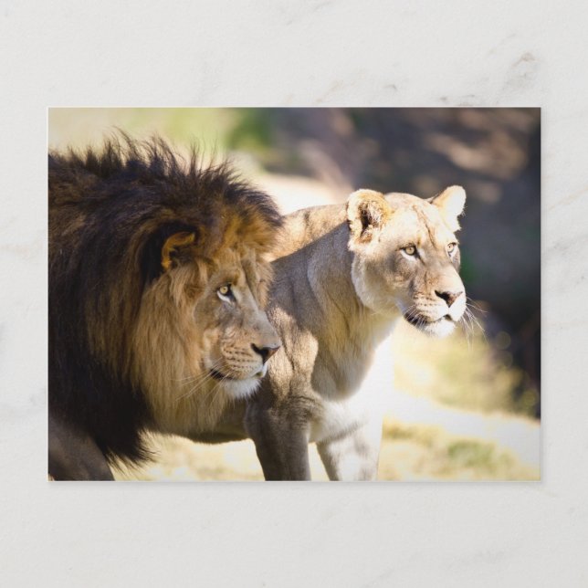 Lions Postcard (Front)