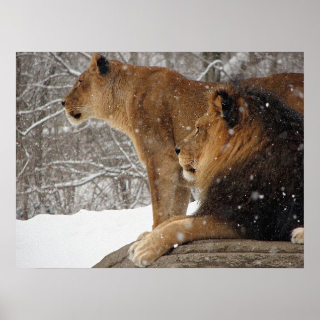 Lions Poster (Front)