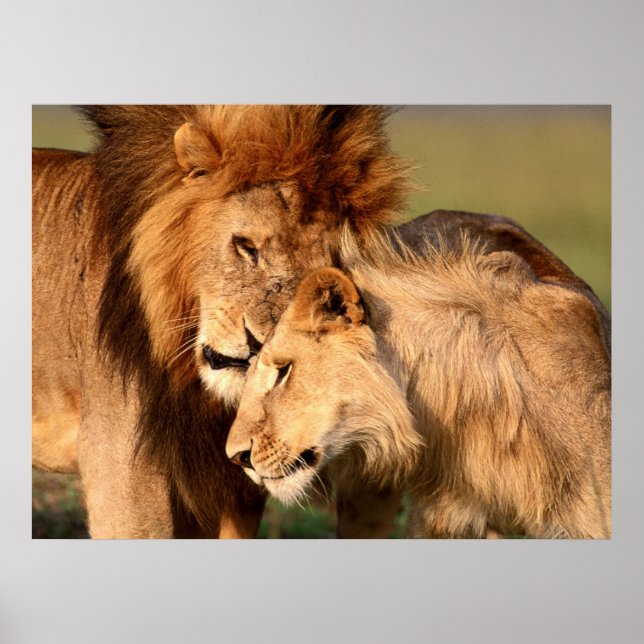 Lions Poster (Front)