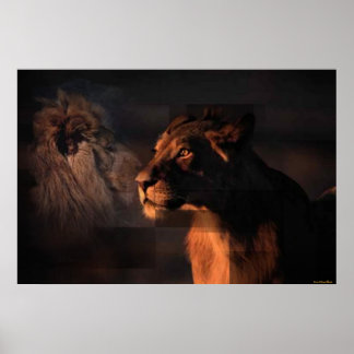 Lions Print