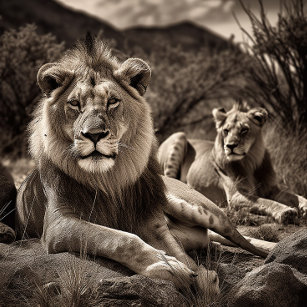Lion's Rest - Black and White Jigsaw Puzzle