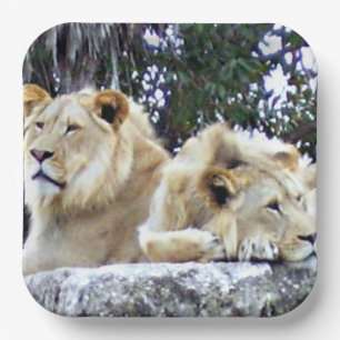 Lions Resting Together on Sunlit Rock Paper Plate