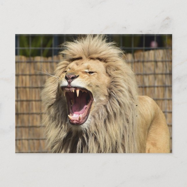Lion's roar postcard (Front)