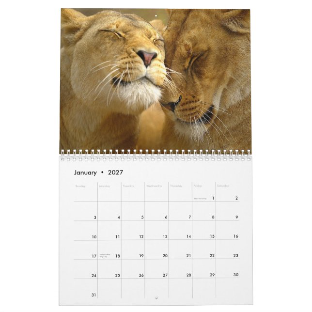 Lions Wall Calendar (Jan 2027)