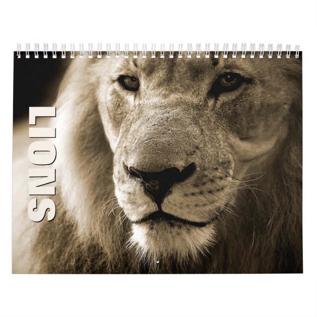 Lions Wall Calendar  Zazzle.co.uk